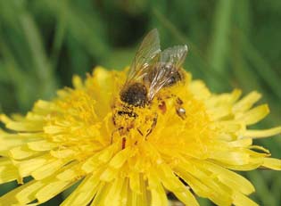 Abeille sur pissenlit en Creuse