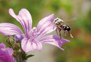 Abeille sur fleur de Mauve sylvestre, en Creuse