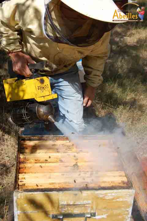 Apiculture - Délices des Abeilles