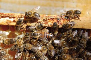 Abeilles et leur reine, en Creuse