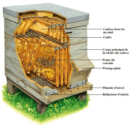 L'organisation des abeilles dans la ruche